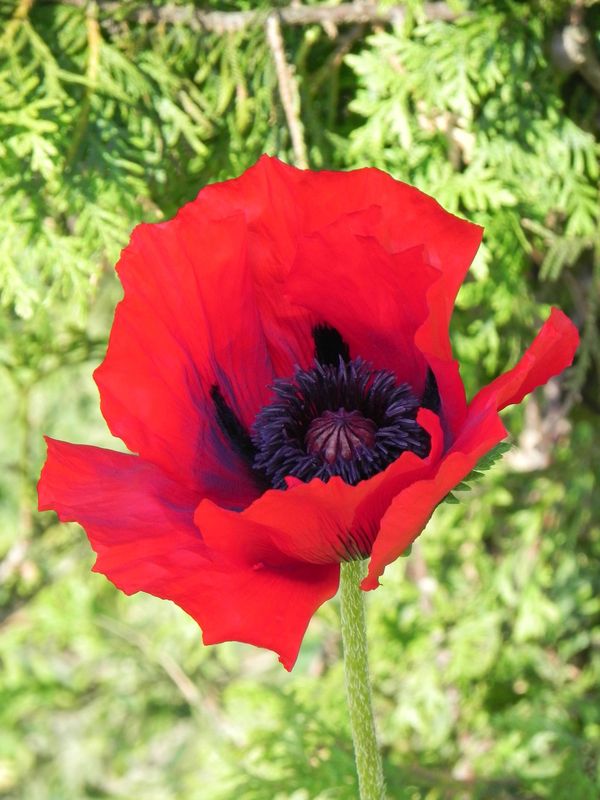 Papaver orientale ‘Beauty Of Livermere’