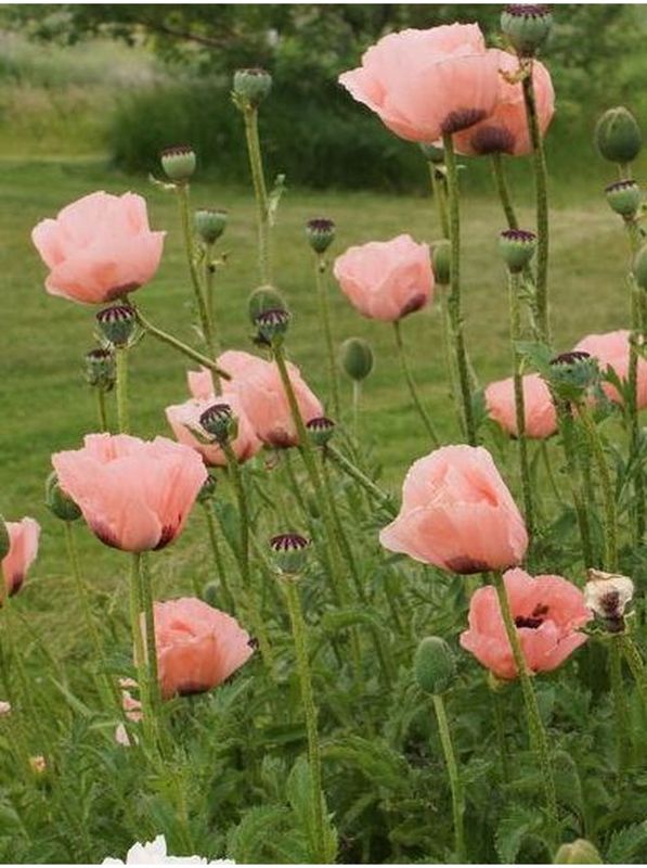 Papaver orientale ‘Princess Victoria Louise’