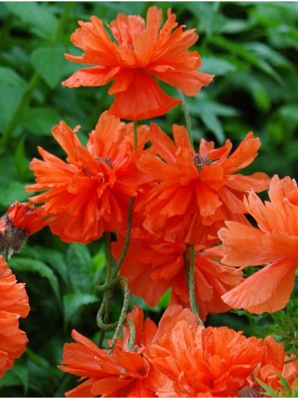 Papaver orientale ‘May Queen’