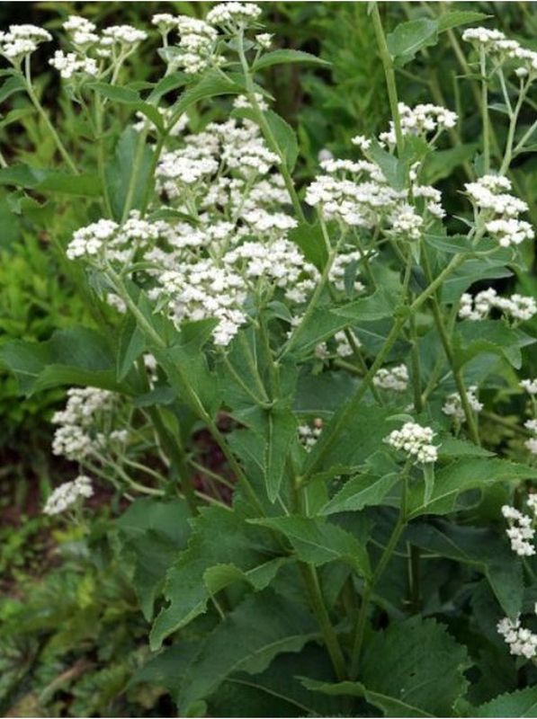 Parthenium intrgrifolium