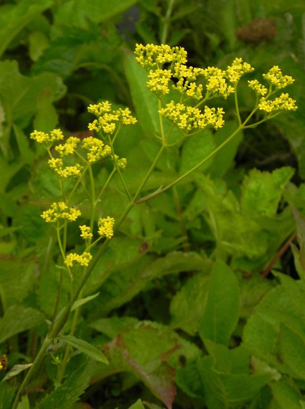 Patrinia scabiosifolia