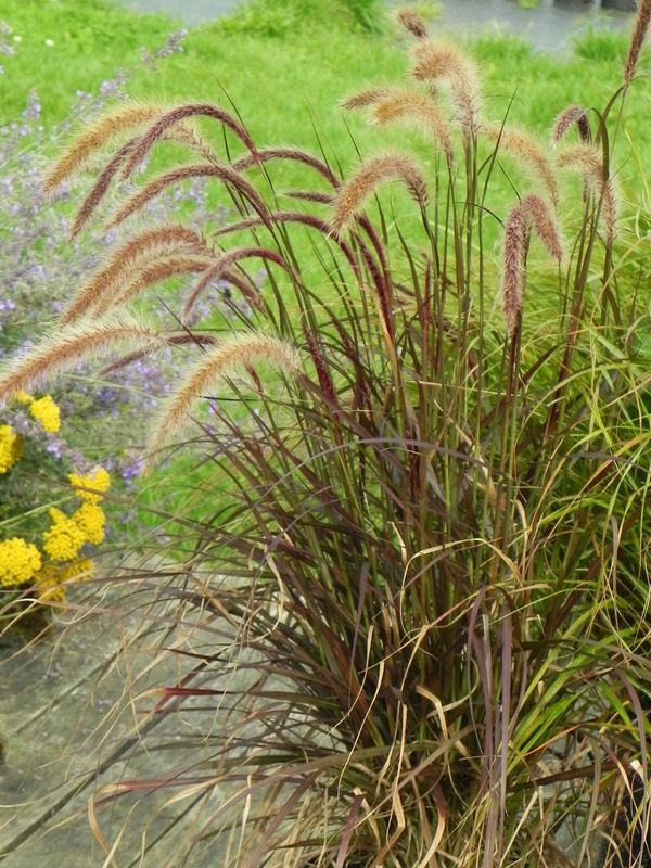Pennisetum advena ‘Rubrum’