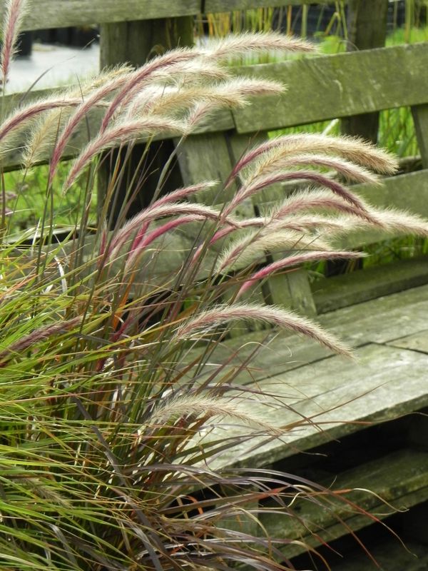 Pennisetum advena ‘Rubrum’