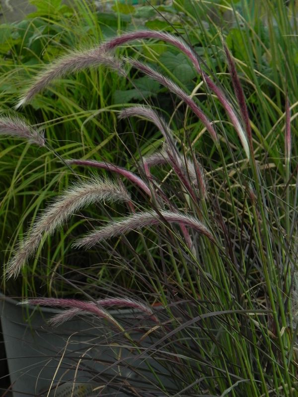 Pennisetum advena ‘Rubrum’
