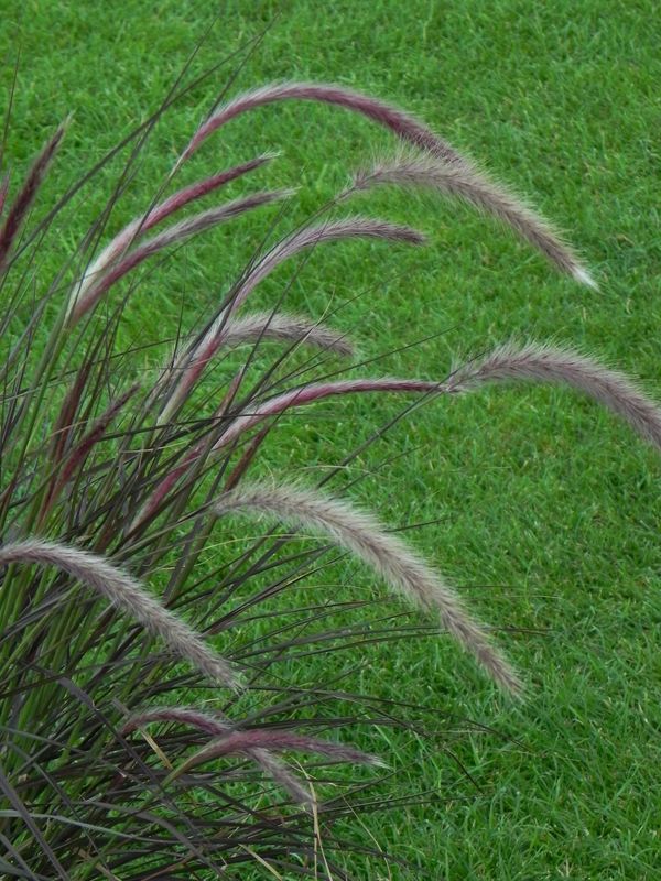 Pennisetum advena ‘Rubrum’