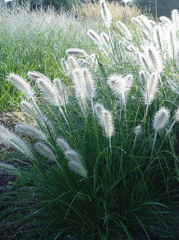 Pennisetum alopecuroides