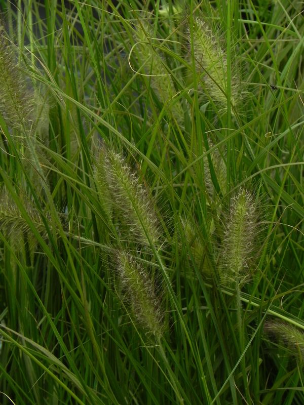 Pennisetum alopecuroides