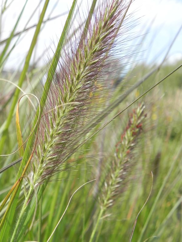 Pennisetum alopecuroides