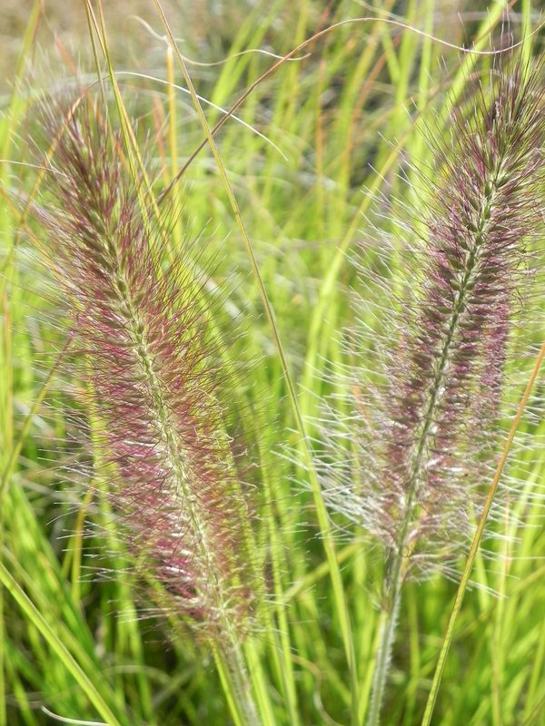 Pennisetum alopecuroides