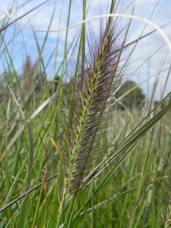 Pennisetum alopecuroides