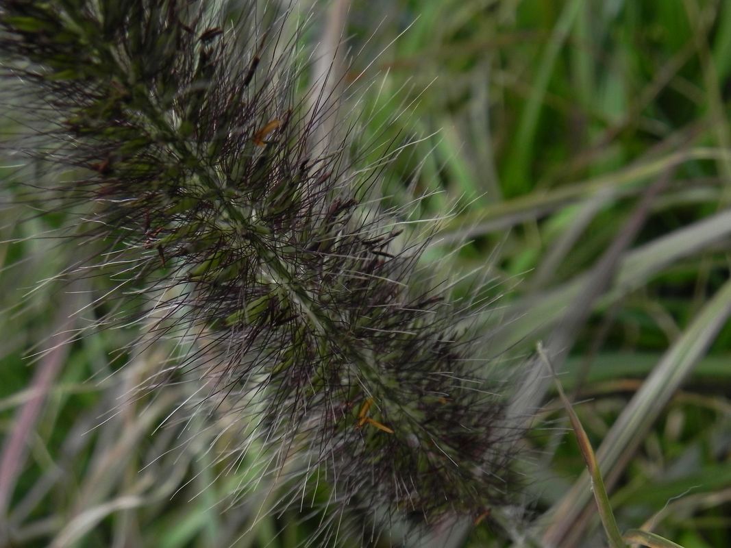 Pennisetum alopecuroides ‘Viridascens’