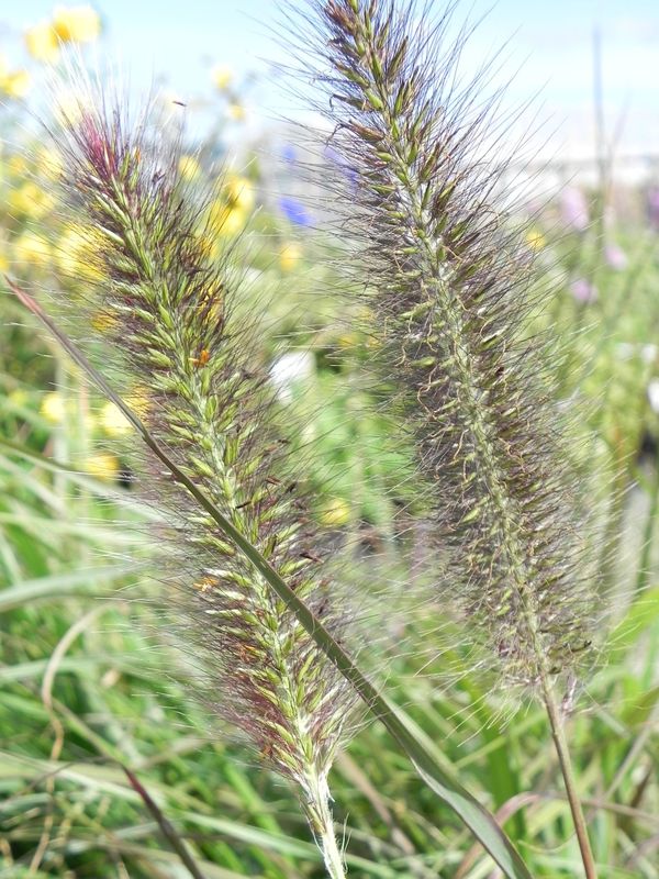 Pennisetum alopecuroides ‘Viridascens’