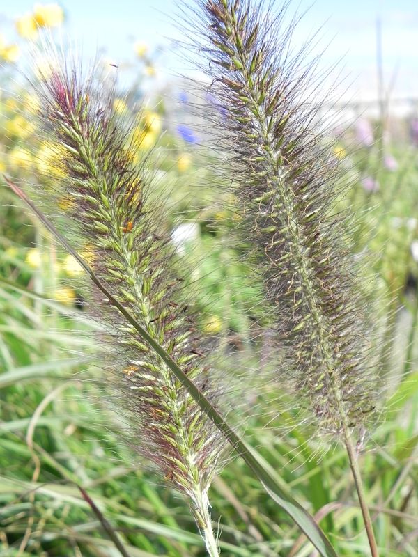 Pennisetum alopecuroides ‘Viridascens’