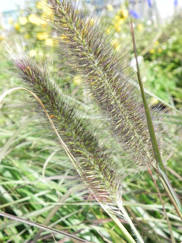 Pennisetum alopecuroides ‘Viridascens’