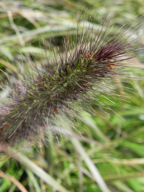 Pennisetum alopecuroides ‘Viridascens’