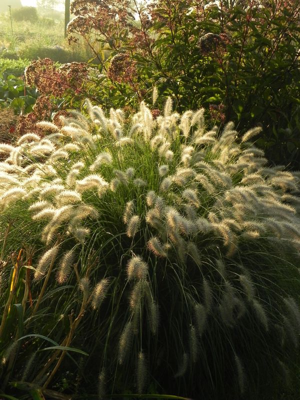 Pennisetum alopecuroides ‘Hameln’