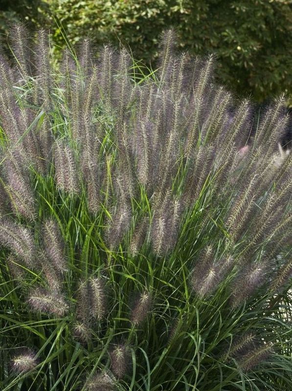 Pennisetum alopecuroides ‘Moudry’