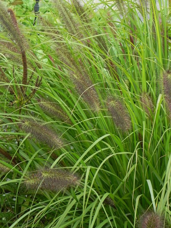 Pennisetum alopecuroides ‘Red Head’