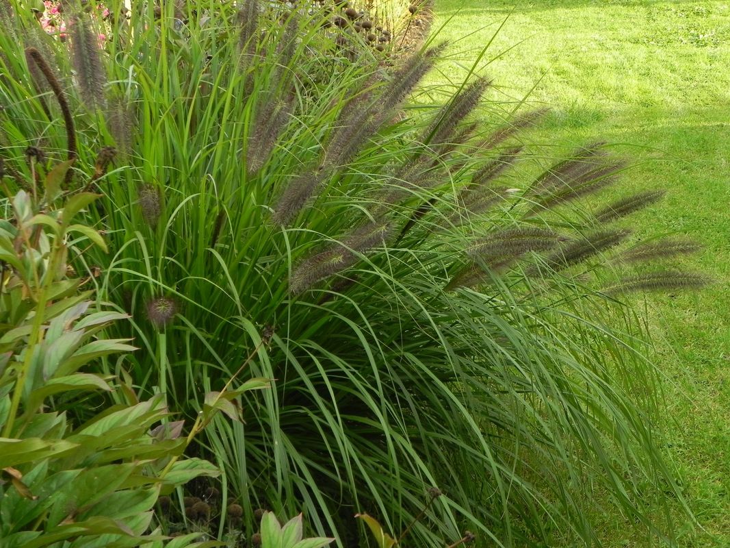 Pennisetum alopecuroides ‘Red Head’