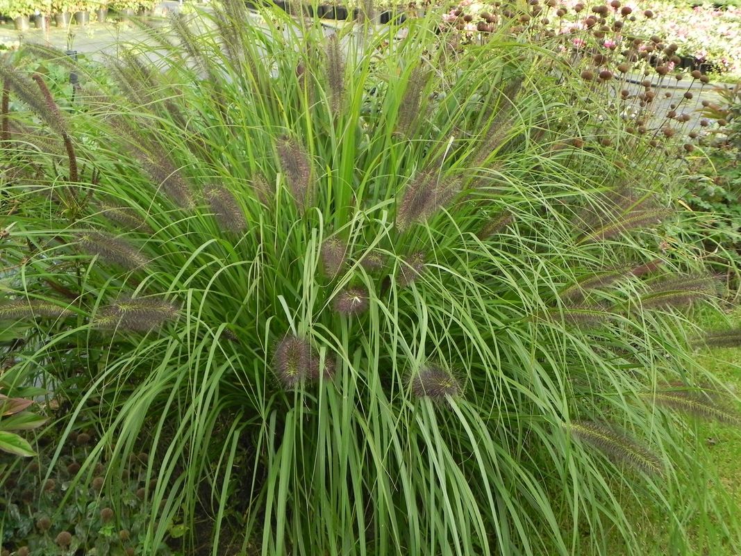 Pennisetum alopecuroides ‘Red Head’