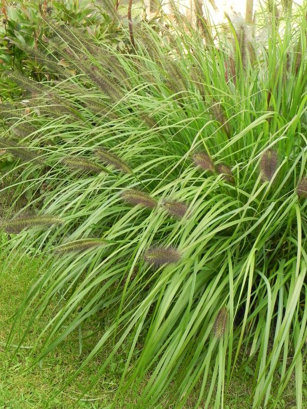 Pennisetum alopecuroides ‘Red Head’