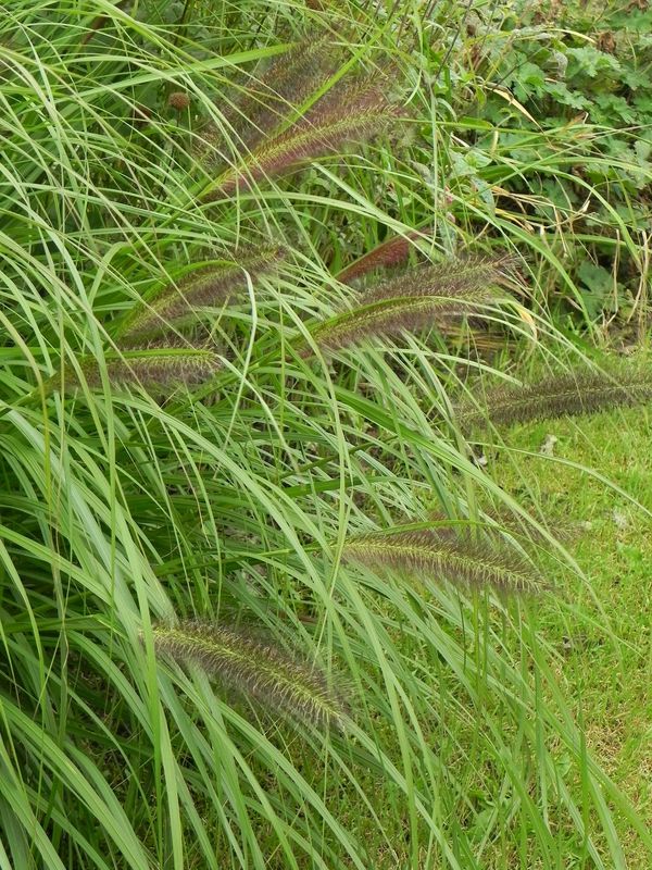 Pennisetum alopecuroides ‘Red Head’