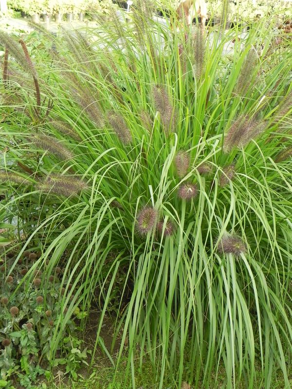 Pennisetum alopecuroides ‘Red Head’