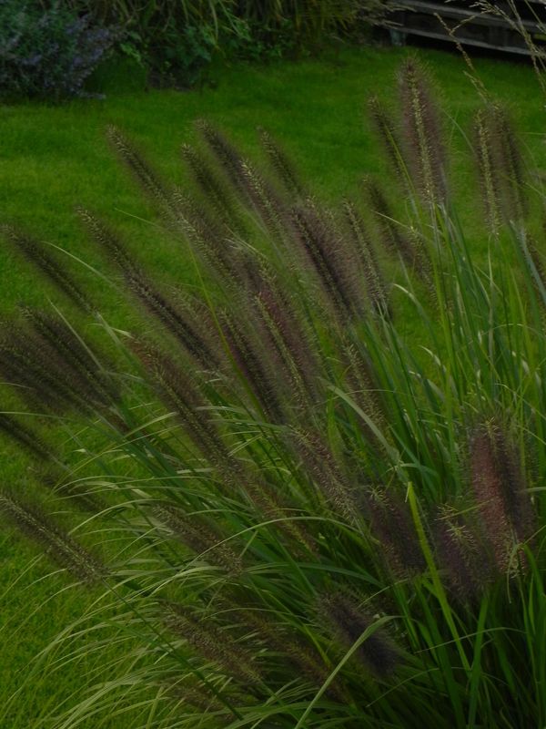 Pennisetum alopecuroides ‘Black Beauty’