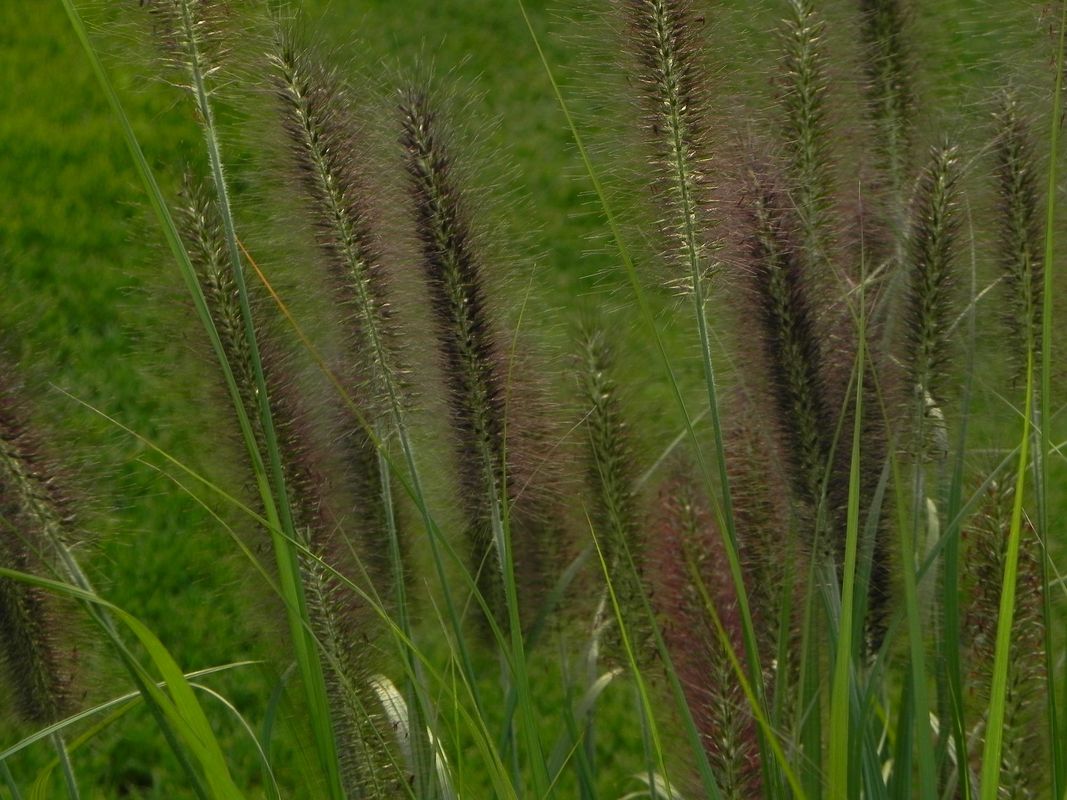 Pennisetum alopecuroides ‘Black Beauty’
