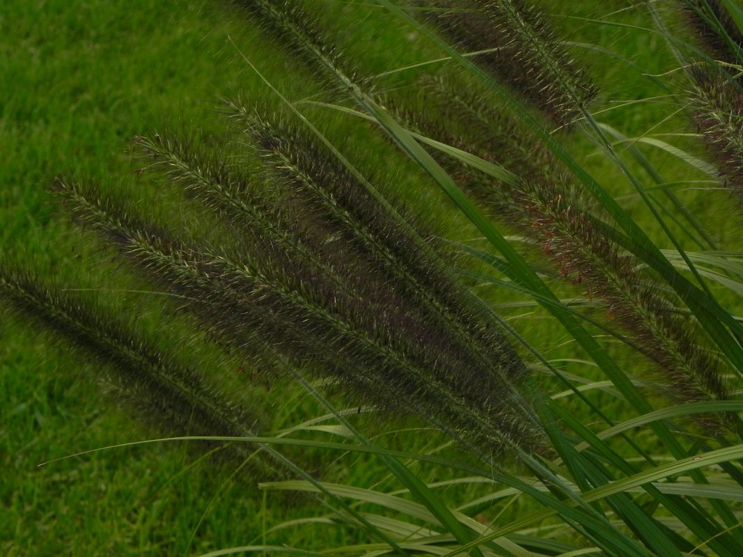 Pennisetum alopecuroides ‘Black Beauty’