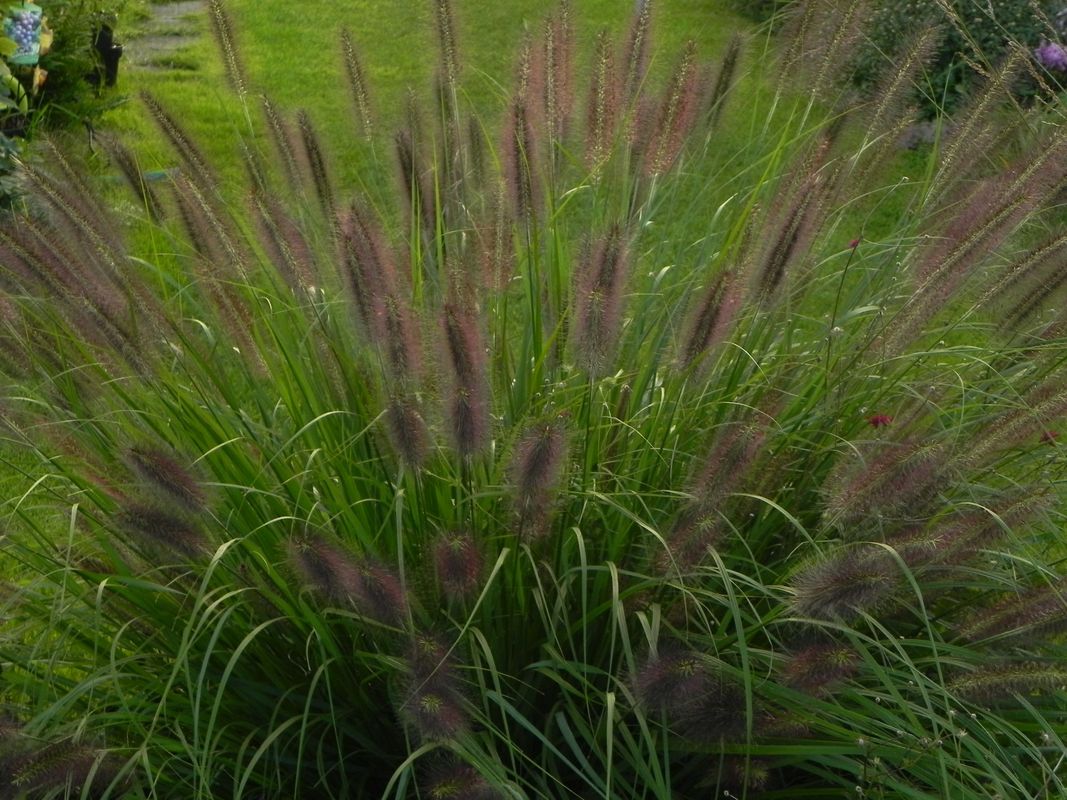 Pennisetum alopecuroides ‘Black Beauty’