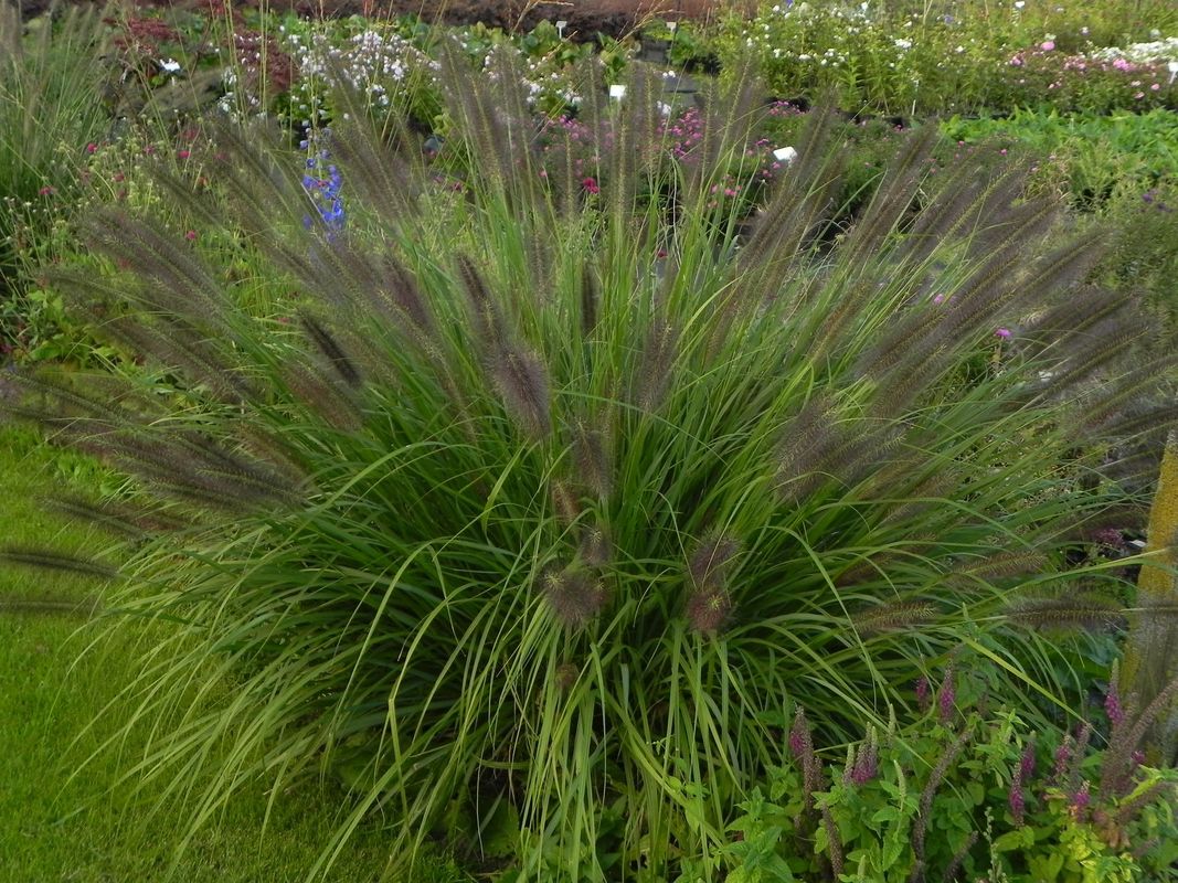 Pennisetum alopecuroides ‘Black Beauty’