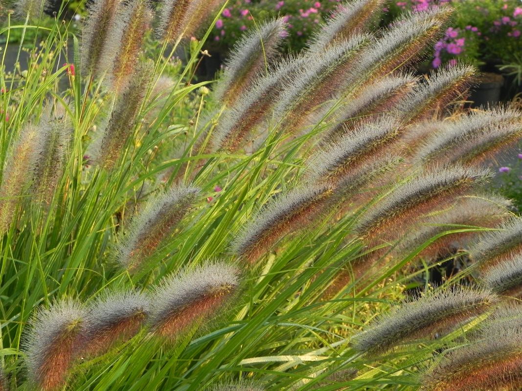Pennisetum alopecuroides ‘Black Beauty’