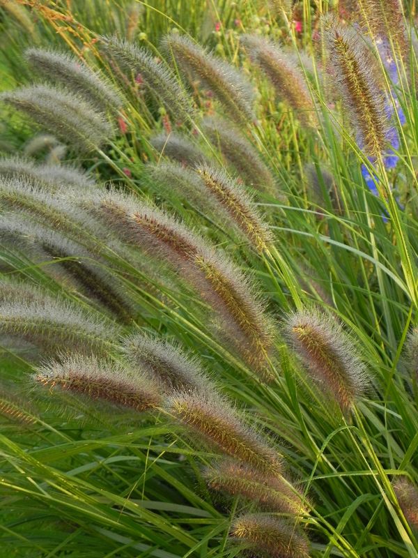 Pennisetum alopecuroides ‘Black Beauty’