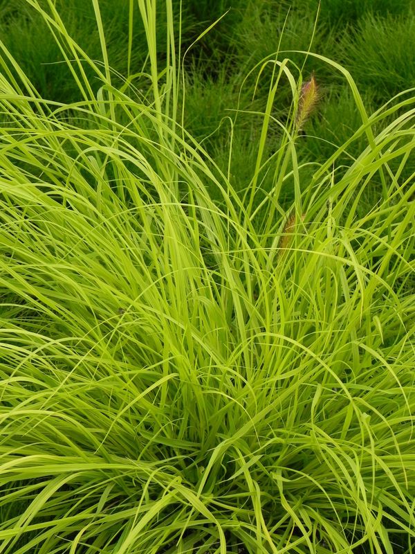 Pennisetum alopecuroides ‘Hameln Gold’