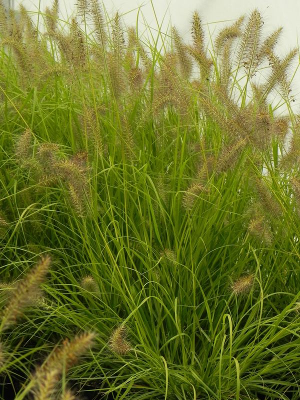 Pennisetum alopecuroides ‘Hameln Gold’