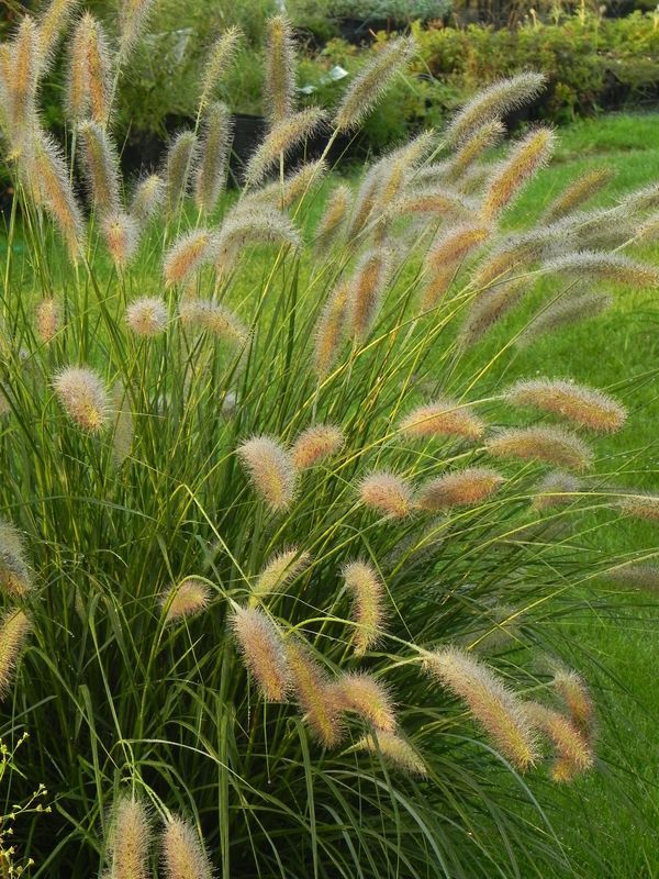 Pennisetum alopecuroides ‘Lady U’