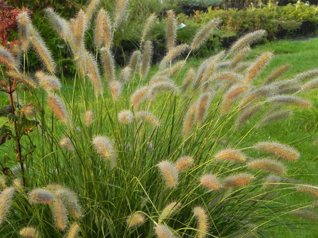 Pennisetum alopecuroides ‘Lady U’