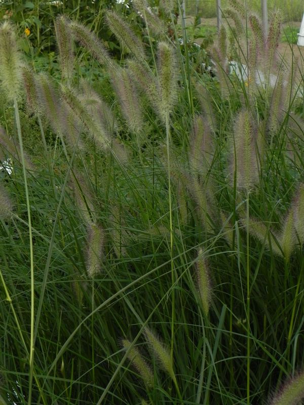 Pennisetum alopecuroides ‘Lady U’