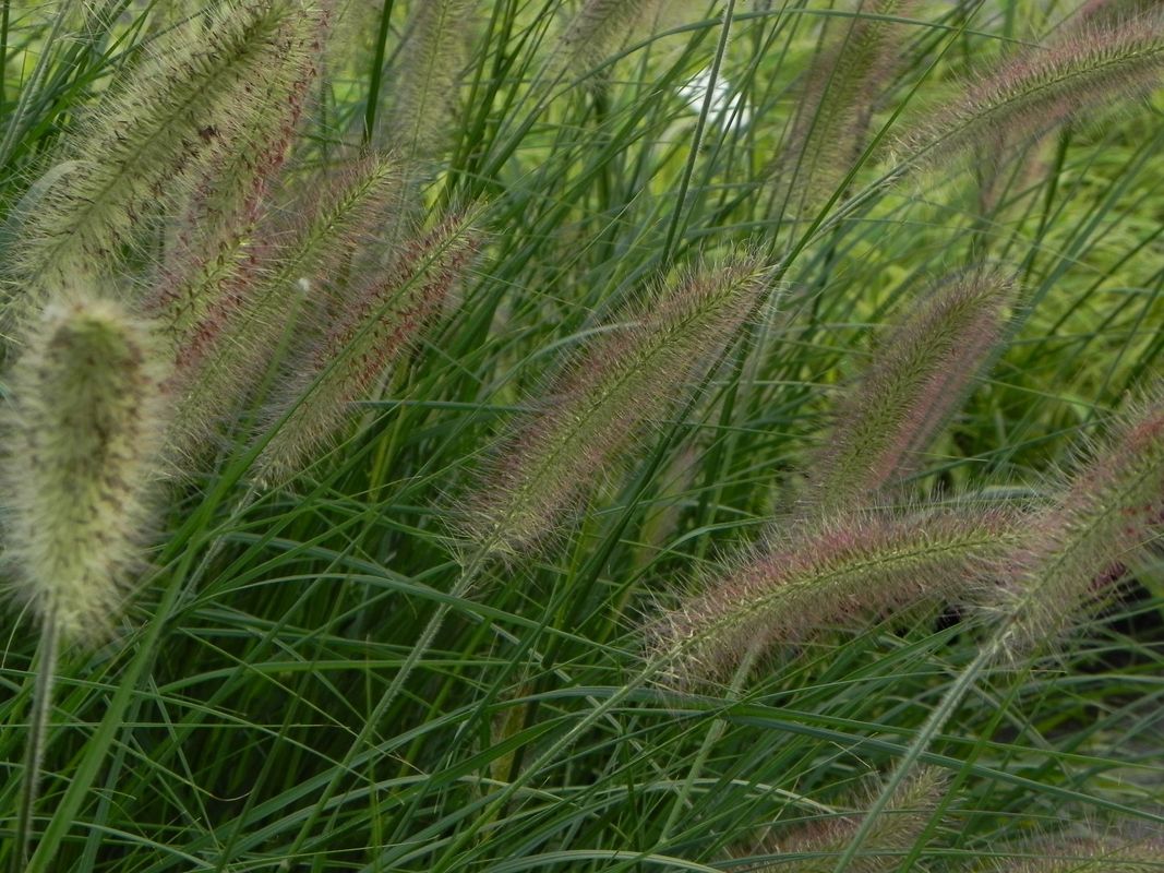 Pennisetum alopecuroides ‘Lady U’