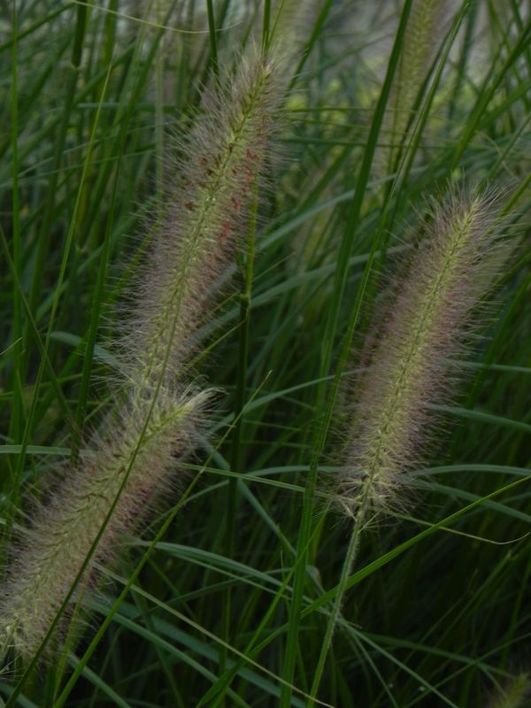 Pennisetum alopecuroides ‘Lady U’