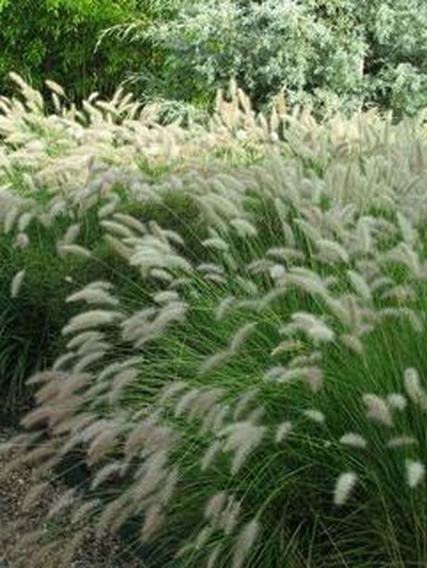 Pennisetum alopecuroides ‘Cassian’
