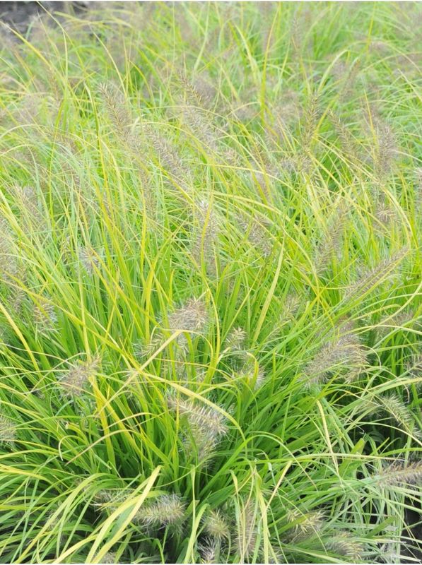 Pennisetum alopecuroides ‘Lumen Gold’