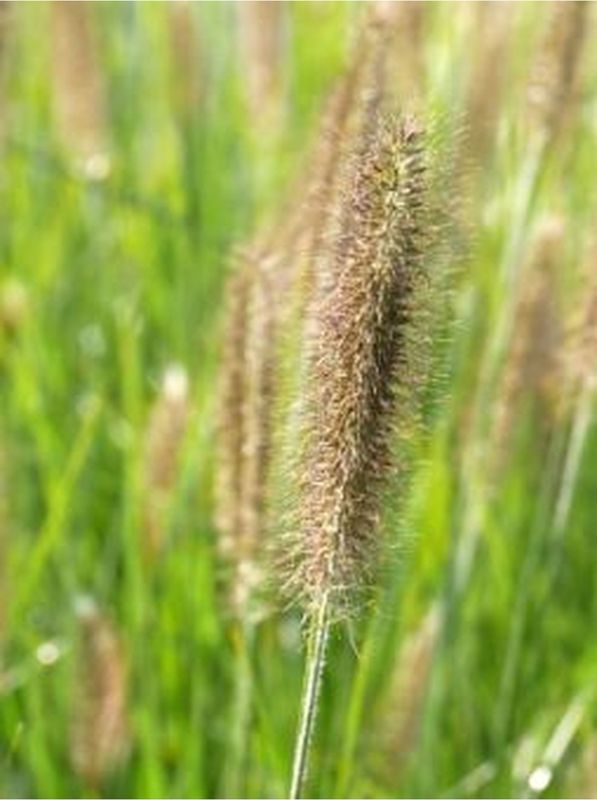 Pennisetum alopecuroides ‘Magic’