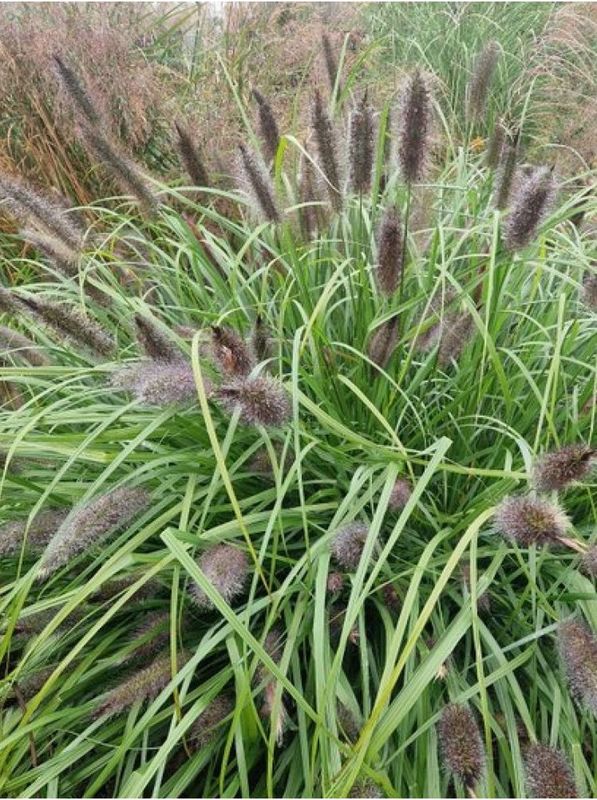 Pennisetum alopecuroides ‘National Arboretum’