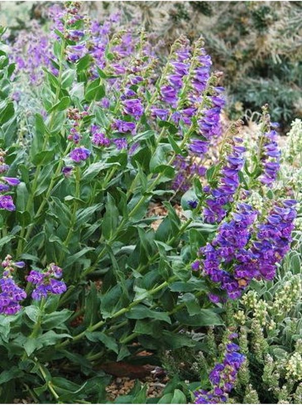 Penstemon alpinus