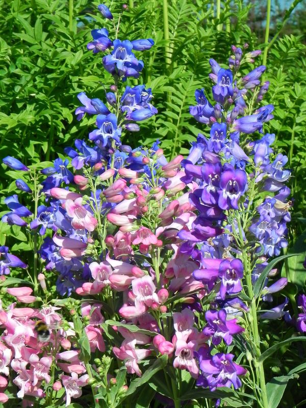 Penstemon barbatus ‘Cambridge Mixe’