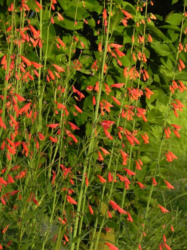 Penstemon barbatus ssp. coccineus