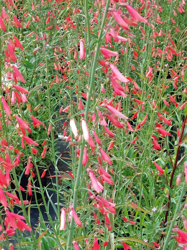 Penstemon barbatus ssp. coccineus