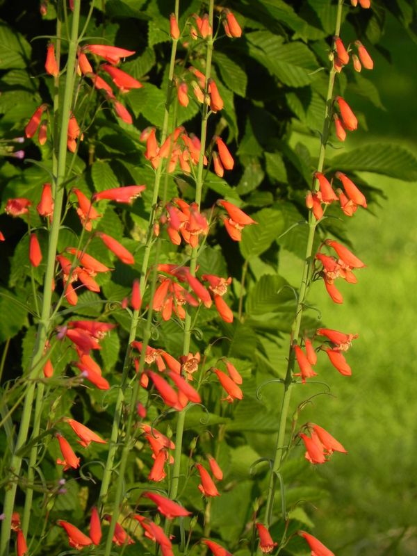 Penstemon barbatus ssp. coccineus